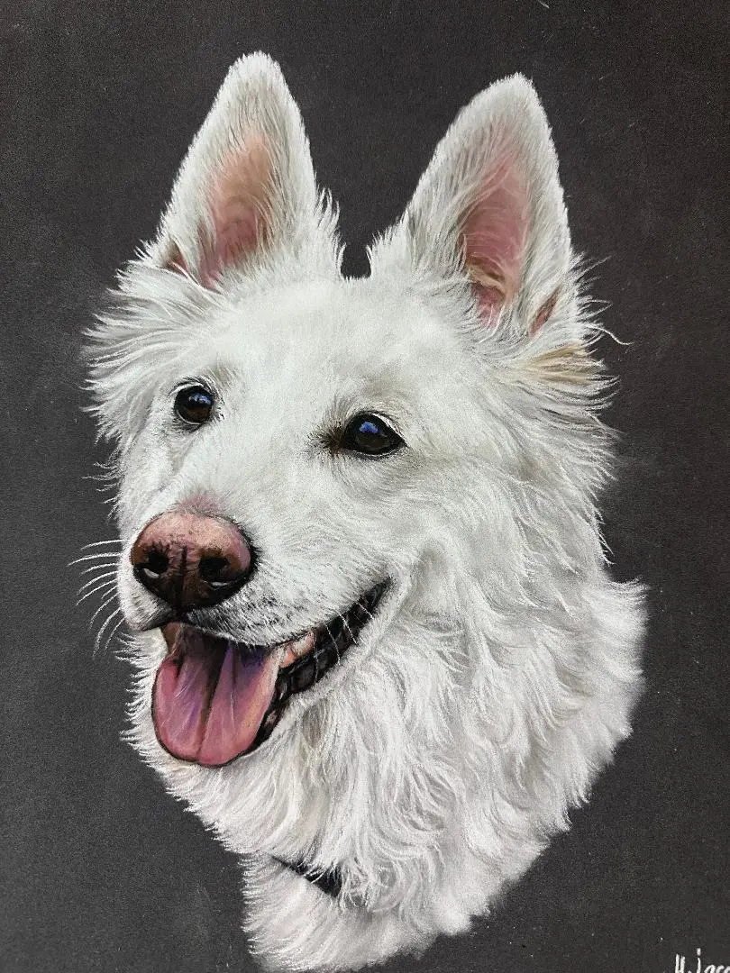 portrait de chien berger blanc dessiné par Helene Jacquet Portraitiste