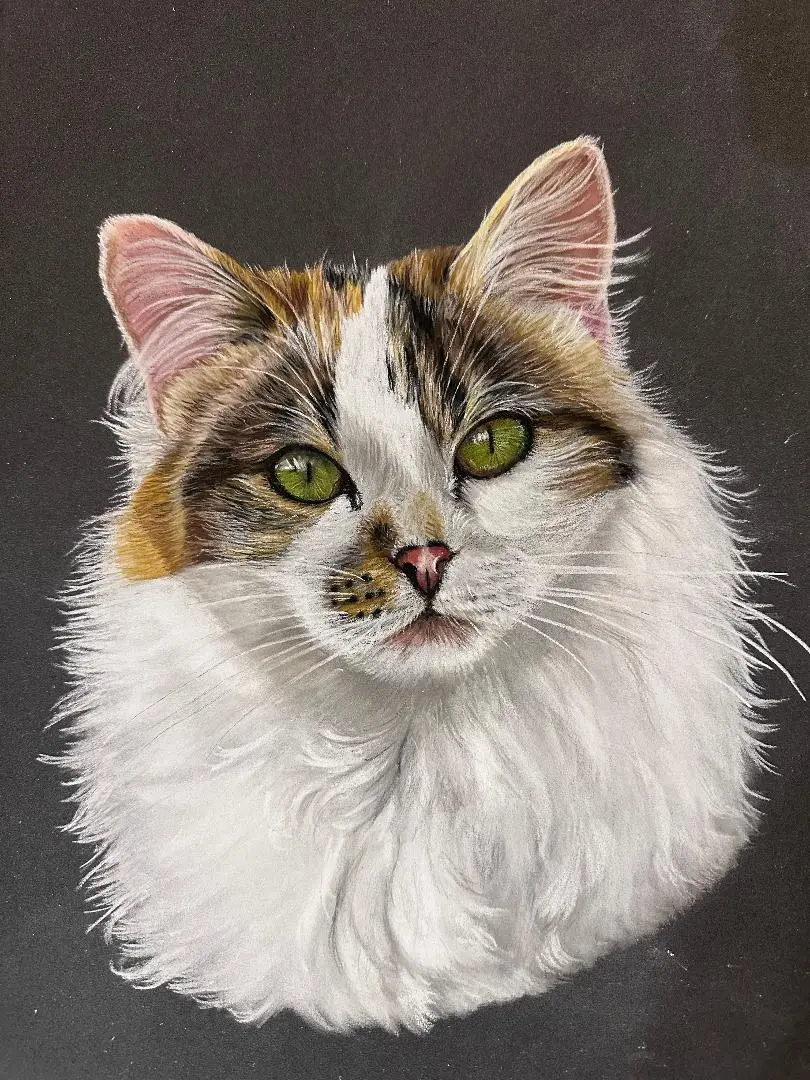 portarit de chat à poils longs dessiné par Helene Jacquet