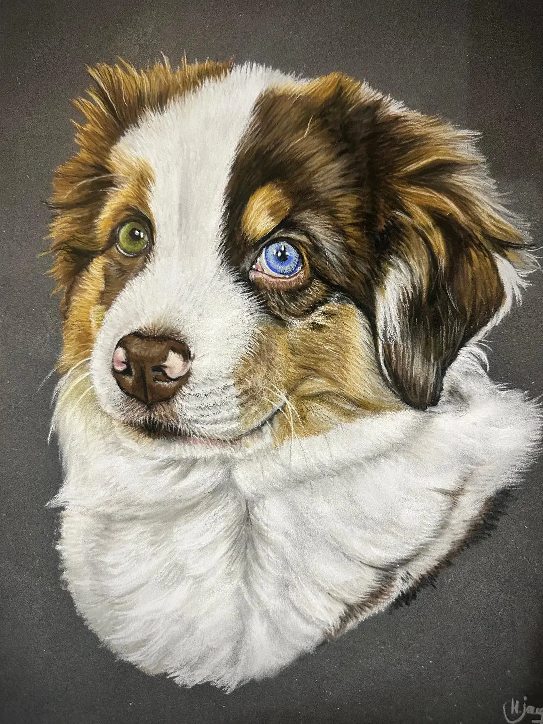 portrait de chien aux yeux vairons dessiné par Helene Jacquet Portraitiste