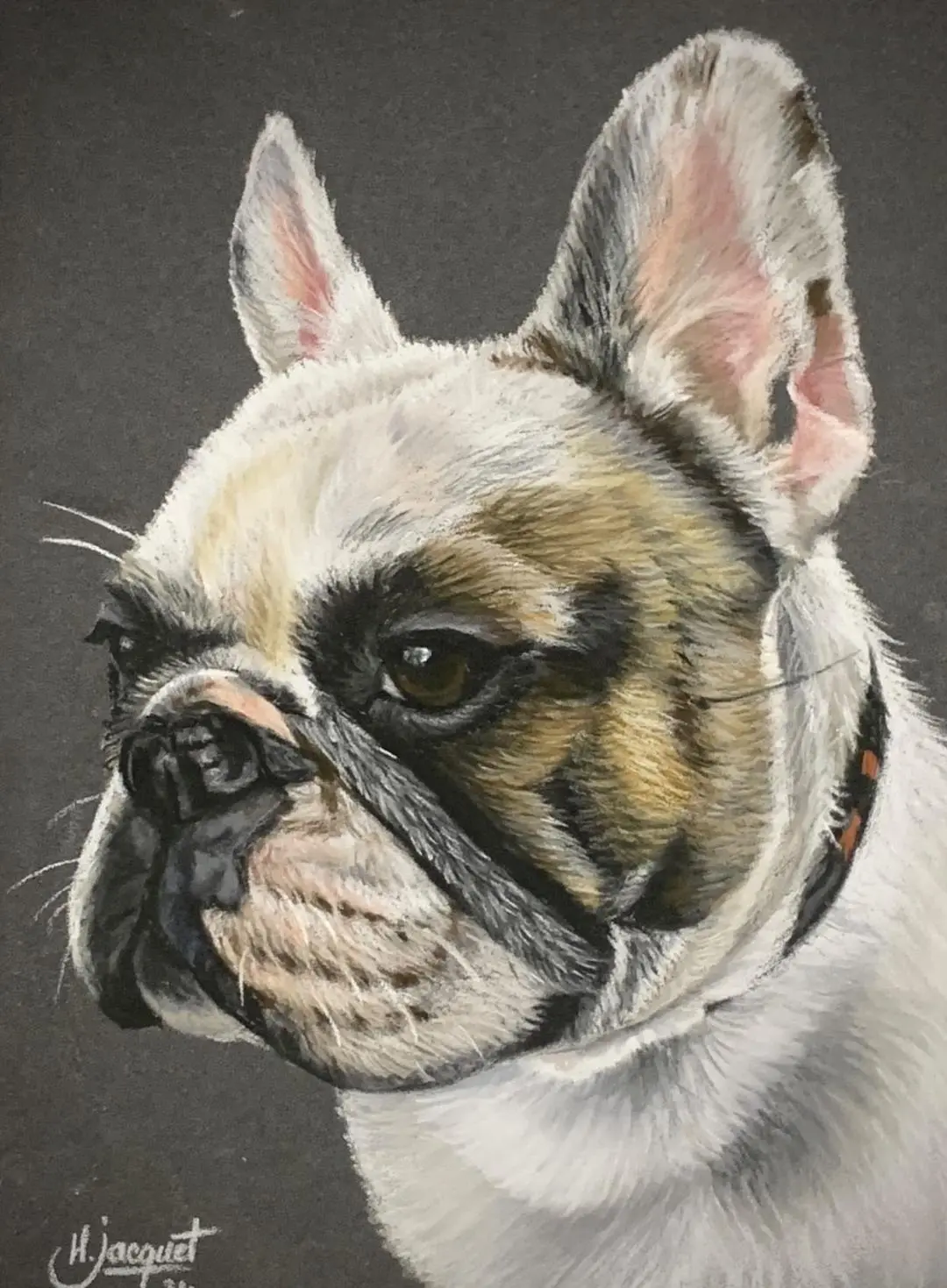 portrait de bouledogue dessiné par Helene Jacquet