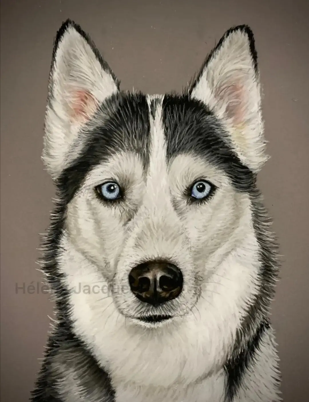 portrait de husky noir et blanc dessiné par Helene Jacquet