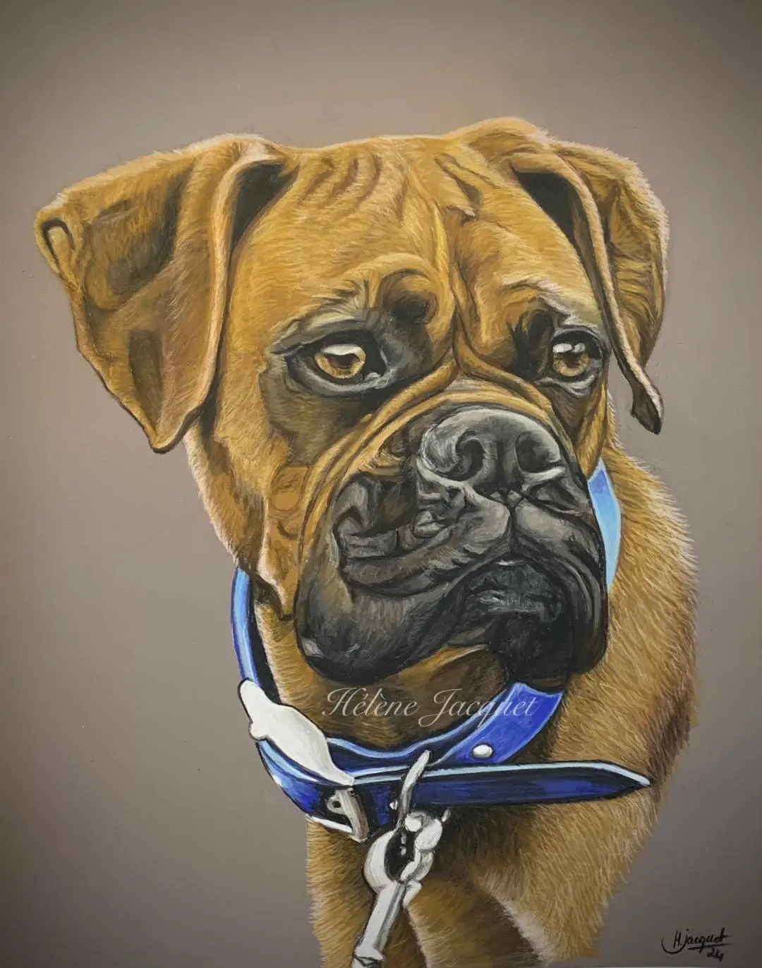 portrait d'un boxer marron dessiné par Helene Jacquet portraitiste animalier