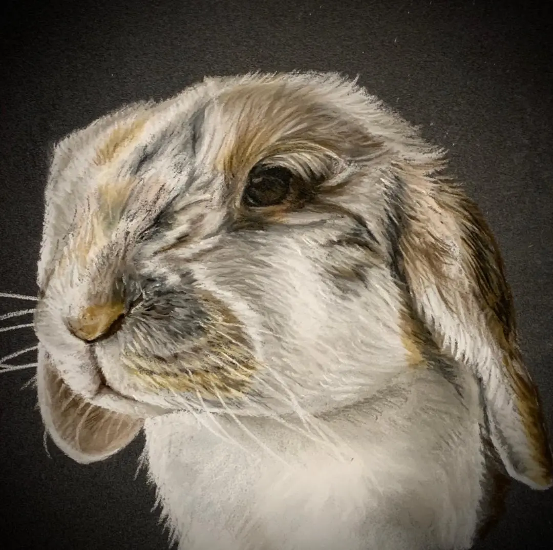 portrait de lapin blanc dessiné par Helene Jacquet Portraitiste